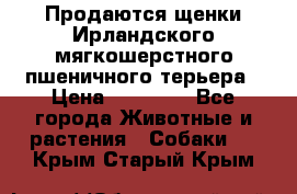 Продаются щенки Ирландского мягкошерстного пшеничного терьера › Цена ­ 30 000 - Все города Животные и растения » Собаки   . Крым,Старый Крым